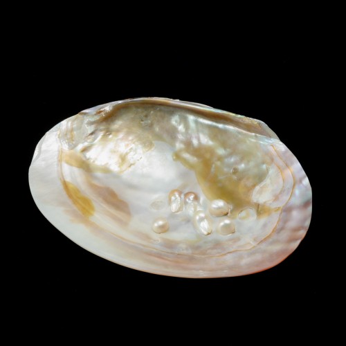 SHE001