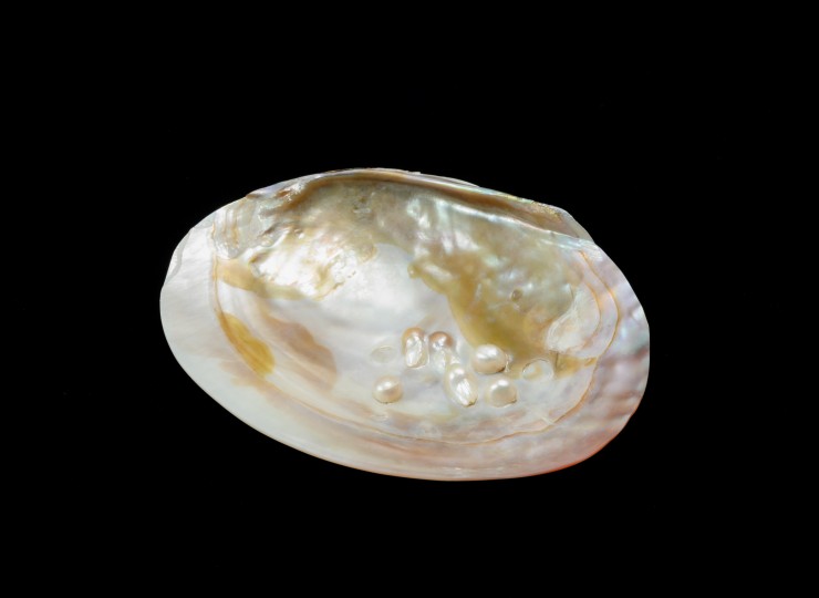 SHE001